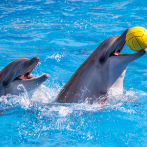 Dubai Dolphinarium